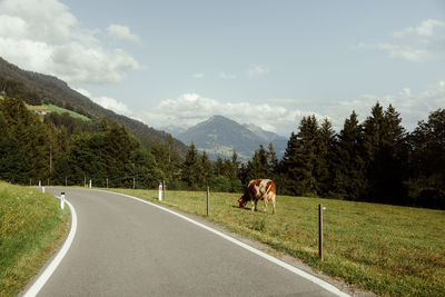 Rear view of man riding horse on field