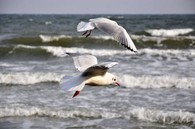 Seagulls flying over sea