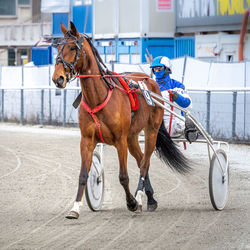 Horse cart on street