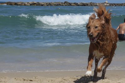 Dog on beach
