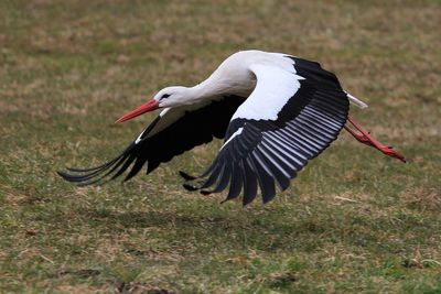 Close-up of white stork flying over field