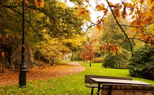 Trees in park during autumn