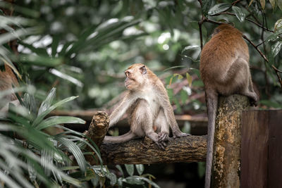 Monkey sitting on tree branch