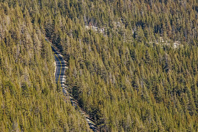 Highway through the huge pine forest, aerial view. green trees and empty road.