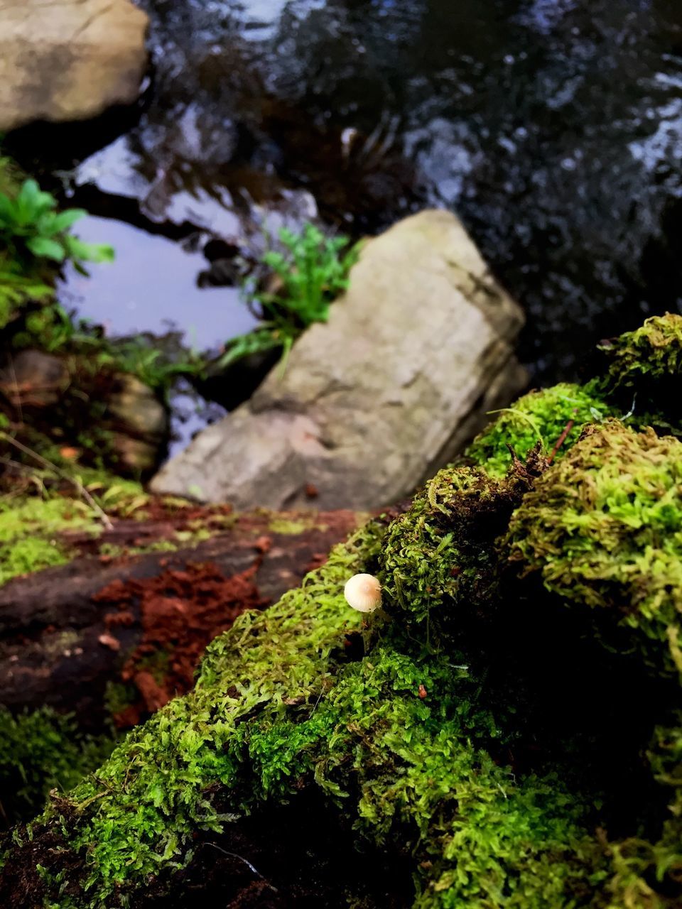 rock - object, moss, nature, rock, rock formation, water, growth, beauty in nature, plant, green color, tranquility, close-up, stream, forest, rough, textured, focus on foreground, outdoors, day, high angle view