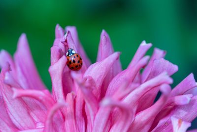 Close-up of insect pollinating on pink flower