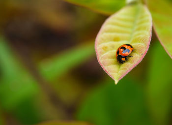 Close-up of ladybug on leaf