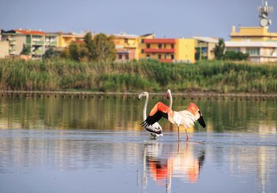 View of a bird on a lake