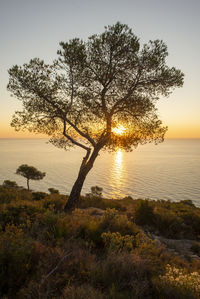 Tree by lake against sky during sunset