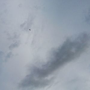 Low angle view of bird flying against sky