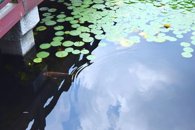 High angle view of reflection in water