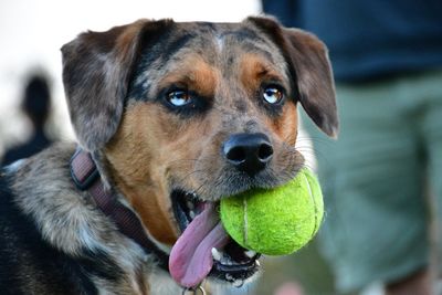 Close-up portrait of dog