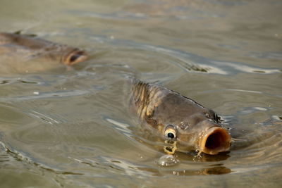 High angle view of fish swimming in water