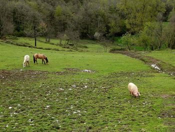 Sheep grazing in a field