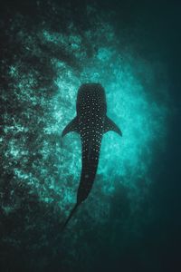 High angle view of fish swimming in sea