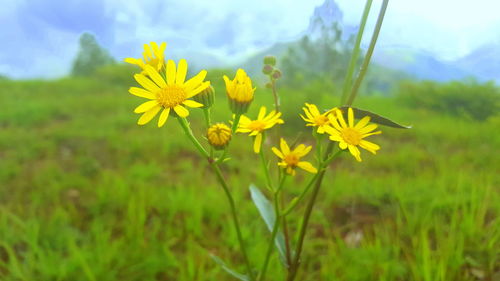 Close-up of yellow flowers