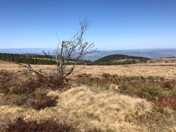 Bare tree on field against clear blue sky