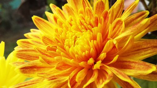 Close-up of yellow flower