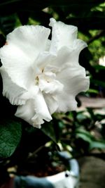 Close-up of white rose