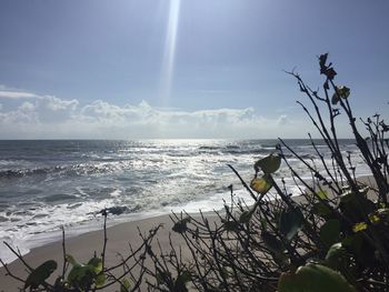 Bird perching on plant by sea against sky