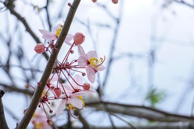 Close-up of pink cherry blossoms in spring