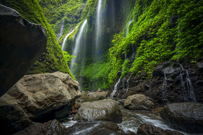 Scenic view of waterfall in forest