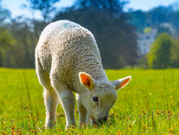 Close-up of a three week old lamb on green grass field in spring sunshine