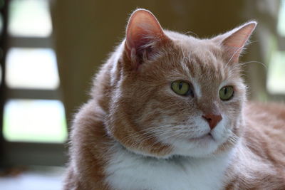 Close-up portrait of cat