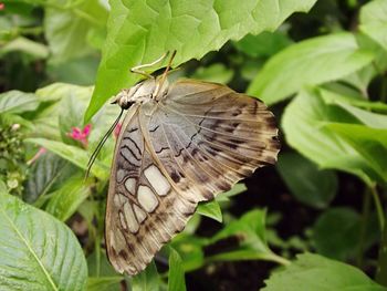 Close-up of butterfly on plant
