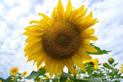 Close-up of yellow sunflower against sky