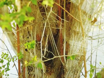 Close-up of ivy growing on tree