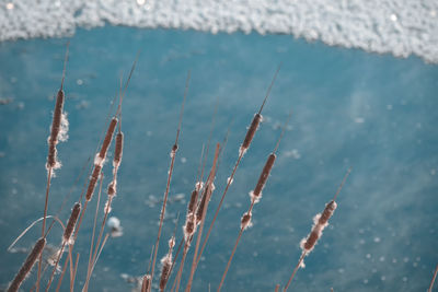 Close-up of plants growing on beach