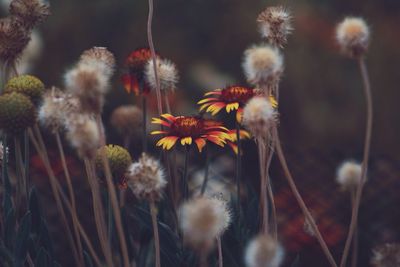 Close-up of flowers against blurred background