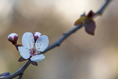 Close-up of cherry blossoms in spring