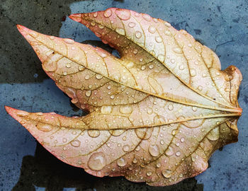 Close-up of maple leaf