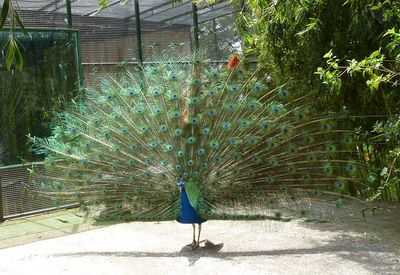 Full length of woman standing by railing