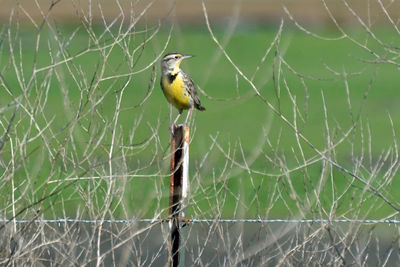 Western meadowlark amidst dried plant on fence