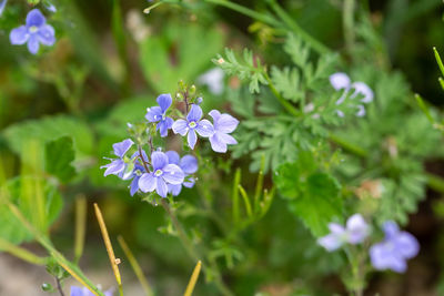 Close-up of purple flowering plant