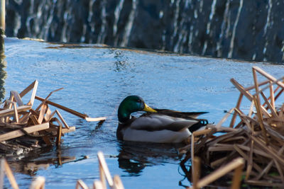 Birds in lake