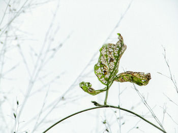 Close-up of insect on plant