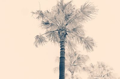 Low angle view of palm trees