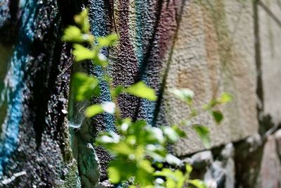 Close-up of lichen growing on tree trunk