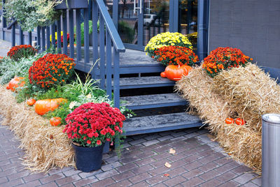 Bouquets of bright autumn chrysanthemum flowers adorn the entrance group of the cafe  with  pumpkins