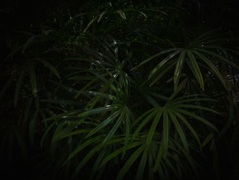 Full frame shot of plants