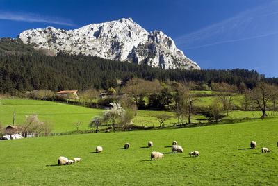 Flock of sheep grazing in field