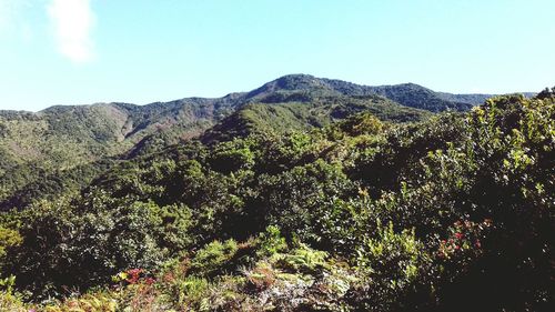 Low angle view of trees and mountains against clear sky