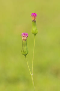 Close-up of pink flower