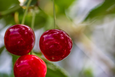 Close-up of grapes growing on plant