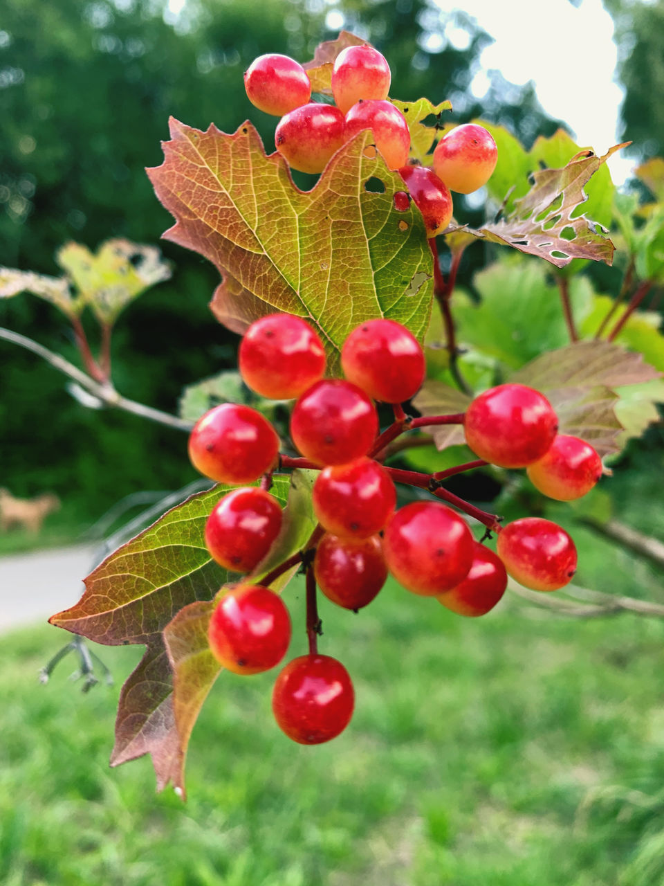 CLOSE-UP OF RED BERRIES ON TREE