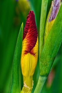 Close-up of red leaf on plant